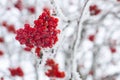 Close-up of bunch of red ash berries growing on tree covered with snow with blurred branches in background in daytime Royalty Free Stock Photo