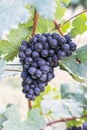 Close up on a bunch of red black grapes on the vine Royalty Free Stock Photo