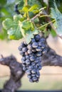 Close up on a bunch of red black grapes on the vine Royalty Free Stock Photo