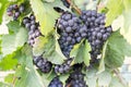 Close up on a bunch of red black grapes on the vine Royalty Free Stock Photo