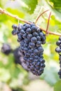 Close up on a bunch of red black grapes on the vine Royalty Free Stock Photo