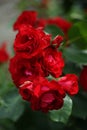 Close up of bunch of red colored roses in garden.