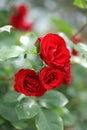 Close up of bunch of red colored roses in garden.