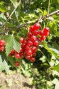 A bunch of red currant berries on a bush on a sunny day Royalty Free Stock Photo