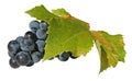 Close-up of a bunch of red grapes with single leaves Royalty Free Stock Photo