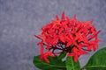 Close up bunch of Red ixora flowers