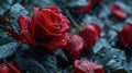 A close up of a bunch of red roses with rain drops on them, AI Royalty Free Stock Photo