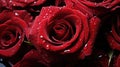 A close up of a bunch of red roses with water droplets on them, AI Royalty Free Stock Photo