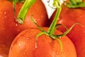 close-up of bunch of red tomatoes with drops Royalty Free Stock Photo