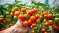 Close up of bunch of red tomatoes on a hand Royalty Free Stock Photo