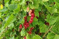 Fruits of the Redcurrant - Ribes rubrum Royalty Free Stock Photo