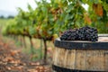 Close-up of a bunch of ripe black grapes on a wooden barrel in a lush green vineyard. Royalty Free Stock Photo