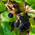 Close-up of a bunch of ripe blackberry