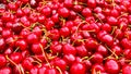 Close up of a bunch of ripe cherries with stems and leaves. Big collection of red berries. Ripe background. Selective focus Royalty Free Stock Photo