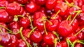 Close up of a bunch of ripe cherries with stems and leaves. Big collection of red berries. Ripe background. Selective focus Royalty Free Stock Photo