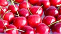 Close up of a bunch of ripe cherries with stems and leaves. Big collection of red berries. Ripe background. Selective focus Royalty Free Stock Photo