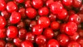 Close up of a bunch of ripe cherries with stems and leaves. Big collection of red berries. Ripe background. Selective focus Royalty Free Stock Photo
