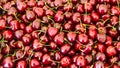 Close up of a bunch of ripe cherries with stems and leaves. Big collection of red berries. Ripe background. Selective focus Royalty Free Stock Photo