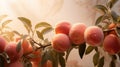 A close up of a bunch of ripe peaches on the branch, AI