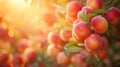 A close up of a bunch of ripe peaches on the tree, AI Royalty Free Stock Photo