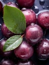 a close up of a bunch of ripe plums with water droplets