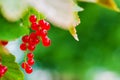 Close-up of a bunch of ripe red currant hanging from a bush in sunlight with background blur and copy space Royalty Free Stock Photo