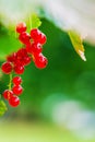 Close-up of a bunch of ripe red currant hanging from a bush in sunlight with background blur and copy space Royalty Free Stock Photo