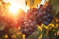 Close-up of a bunch of ripe grapes in the countryside at sunset. Grapes hanging on a vine in clear sunny weather. Generative AI