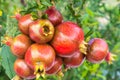 Close up of a bunch ripe succulent pomegranate fruit Punica gra