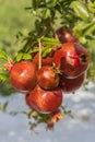 Close up of a bunch ripe succulent pomegranate fruit Punica gra