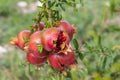 Close up of a bunch ripe succulent pomegranate fruit Punica gra