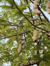 a bunch of ripe tamarind in garden