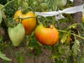 Close up of bunch of ripening tomatoes on plant in garden, healthy antioxidant rich food
