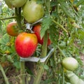 Close up of bunch of ripening tomatoes on plant in garden, healthy antioxidant rich food