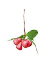 Bunch of rose apple or syzygium malaccense with leaf nature patterns isolated n white background with clipping path , tropical