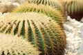 Close up of Bunch of rounds shaped green cactuses in the garden with nature background. Royalty Free Stock Photo