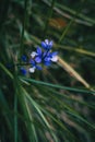 Close-up of a bunch of small blue flowers of polygala