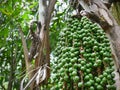 Close-up Bunch of Small Palm Seeds Hanging on Palm Tree with Selective Focus Royalty Free Stock Photo