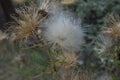 close-up: a bunch of spiny plumeless thistle purple flowers