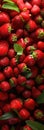 A close up of a bunch of strawberries. Sweet fruits background Royalty Free Stock Photo