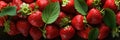 A close up of a bunch of strawberries. Sweet fruits background