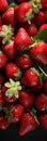 A close up of a bunch of strawberries. Sweet fruits background Royalty Free Stock Photo