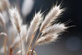 a close up of a bunch of tall grass