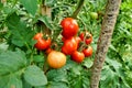 Ripening Tomatoes