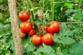 Ripening Tomatoes