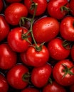 a close up of a bunch of tomatoes with water droplets on them Royalty Free Stock Photo