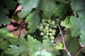 Close-up of a bunch of unripe grapes, among the vine leaves, Pompeii, Campania, Italy Royalty Free Stock Photo