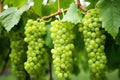 close-up of a bunch of unripe, green grapes on the vine