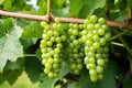 close-up of a bunch of unripe, green grapes on the vine Royalty Free Stock Photo