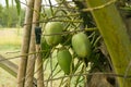 Close-up of a bunch of very small fresh young Coconuts with green skin hanging on a coconut tree. Royalty Free Stock Photo